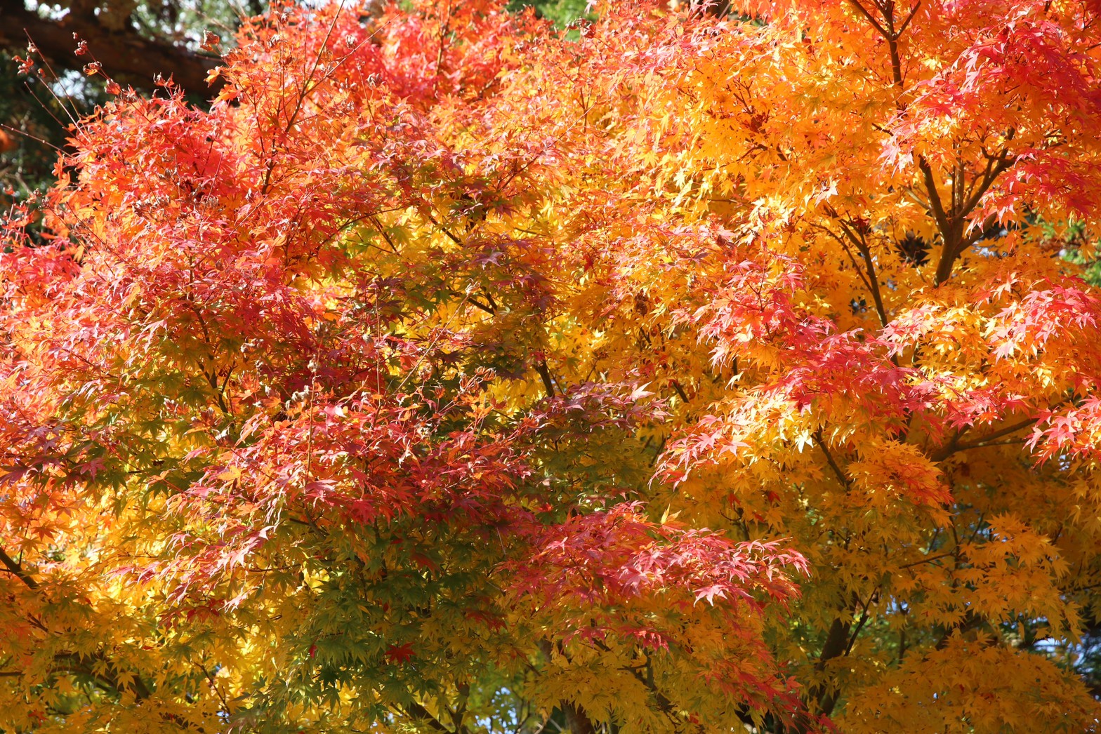 [鳥取景點]2022日本楓葉「大山寺」居然還有楓紅白雪絕佳美景! Google評價千則推薦，鳥取大山楓葉10月中至11月中最佳賞楓期，鳥取交通自駕租車