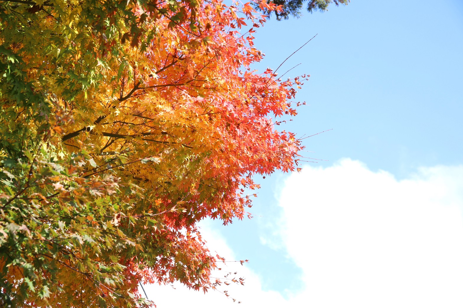 [鳥取景點]2022日本楓葉「大山寺」居然還有楓紅白雪絕佳美景! Google評價千則推薦，鳥取大山楓葉10月中至11月中最佳賞楓期，鳥取交通自駕租車