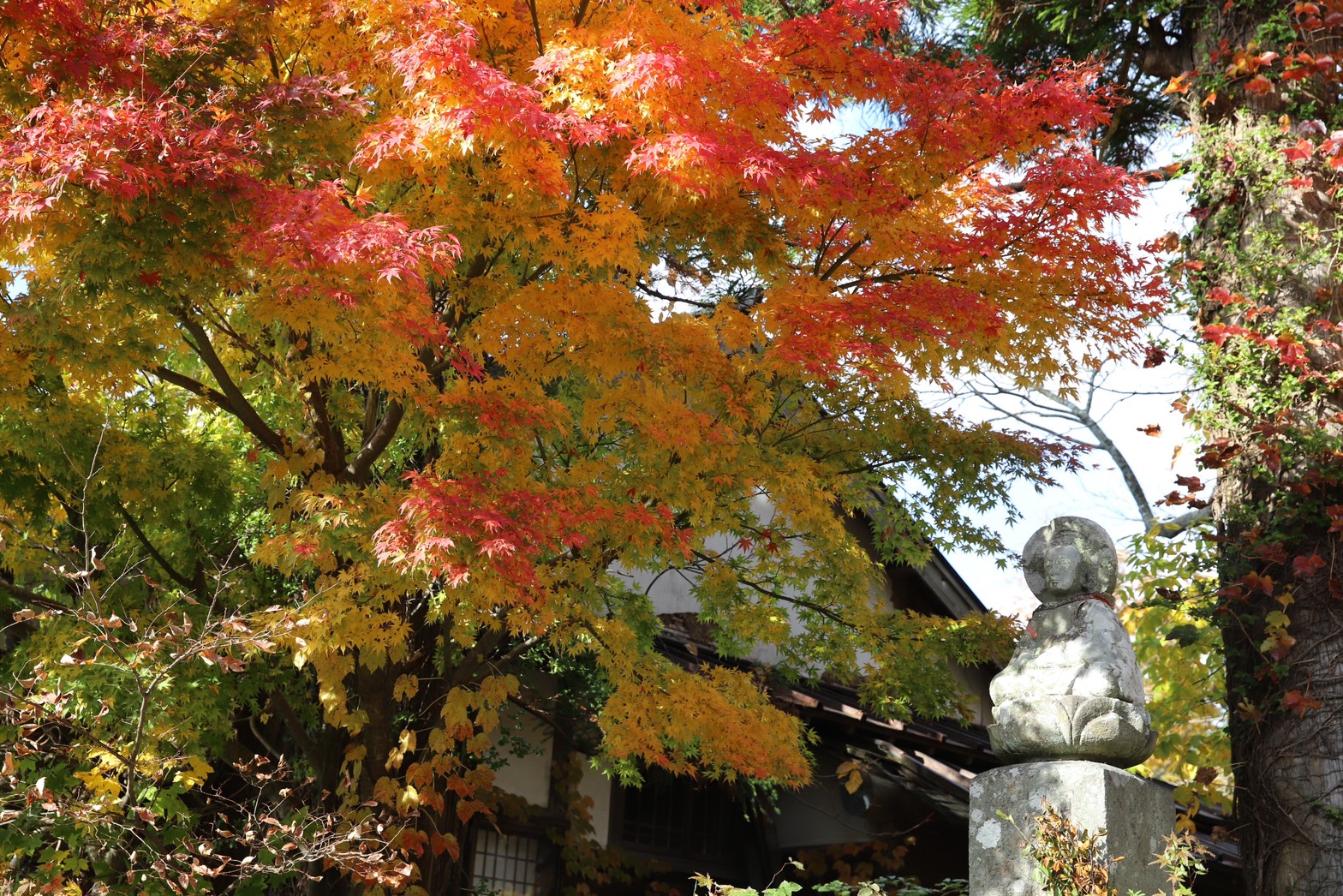 [鳥取景點]2022日本楓葉「大山寺」居然還有楓紅白雪絕佳美景! Google評價千則推薦，鳥取大山楓葉10月中至11月中最佳賞楓期，鳥取交通自駕租車