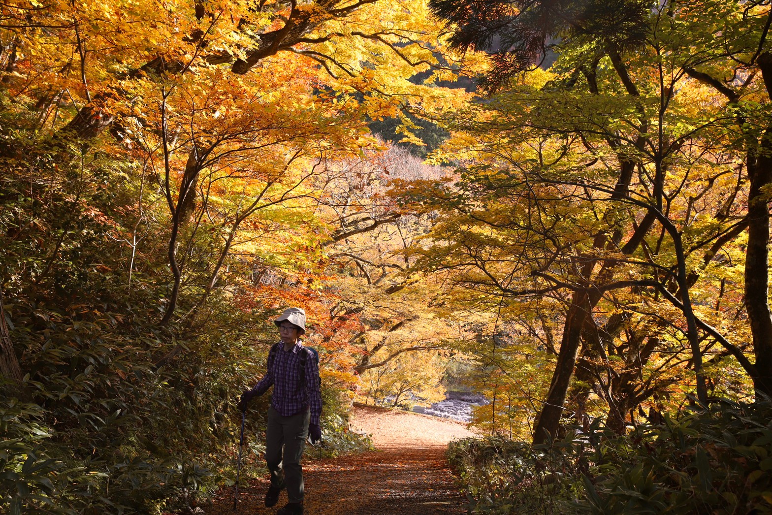 [鳥取景點]2022日本楓葉「大山寺」居然還有楓紅白雪絕佳美景! Google評價千則推薦，鳥取大山楓葉10月中至11月中最佳賞楓期，鳥取交通自駕租車