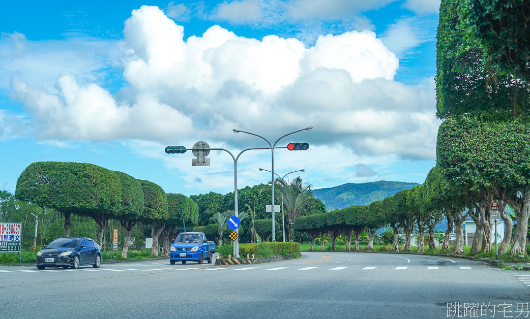 [台灣風景]行道樹也能很可愛「鳳林水母樹」綿延數百公尺簡直太療癒，而且數年如一日，花蓮景點，鳳林美食懶人包