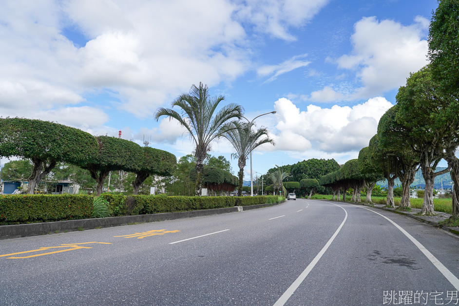 [台灣風景]行道樹也能很可愛「鳳林水母樹」綿延數百公尺簡直太療癒，而且數年如一日，花蓮景點，鳳林美食懶人包