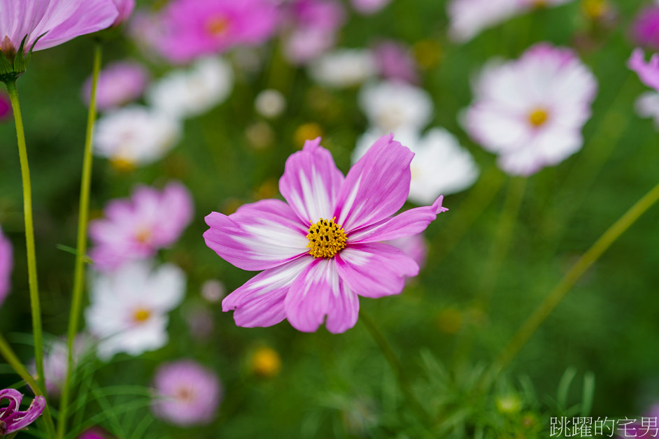 花蓮過年花海「新城花海」花蓮花海看這裡，波斯菊花海真療癒