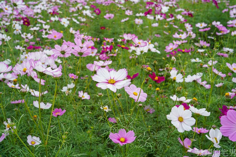 花蓮過年花海「新城花海」花蓮花海看這裡，波斯菊花海真療癒