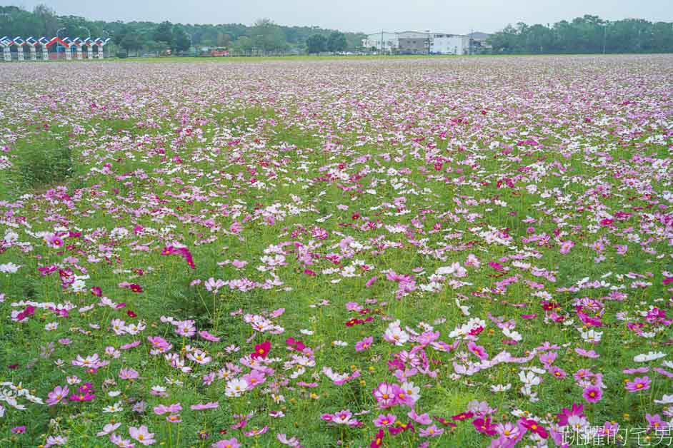 花蓮過年花海「新城花海」花蓮花海看這裡，波斯菊花海真療癒