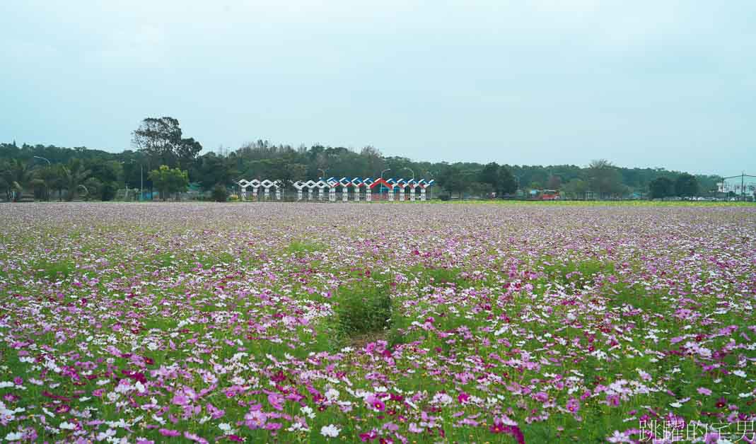 花蓮過年花海「新城花海」花蓮花海看這裡，波斯菊花海真療癒