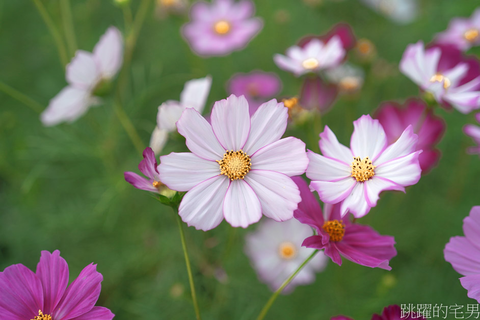 花蓮過年花海「新城花海」花蓮花海看這裡，波斯菊花海真療癒