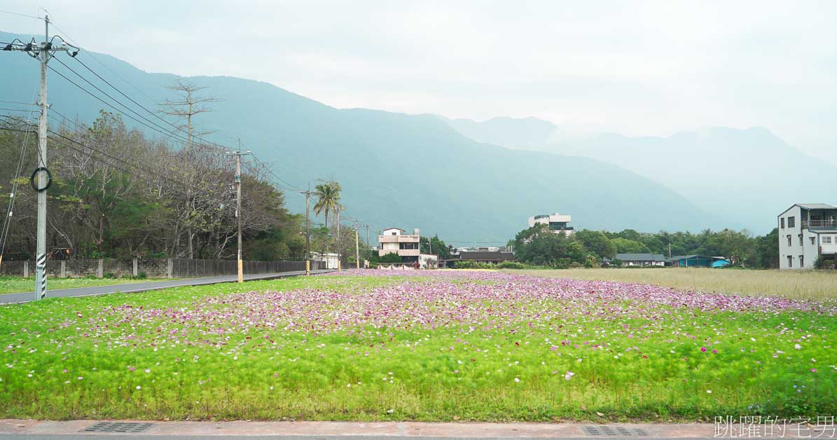 花蓮過年花海「新城花海」花蓮花海看這裡，波斯菊花海真療癒