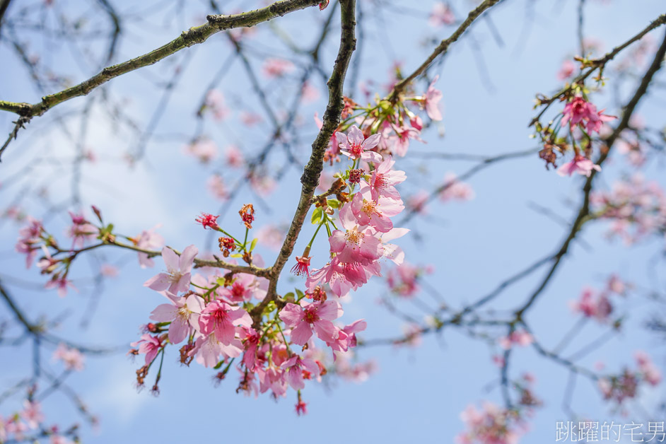 2023三芝櫻花季開跑! 櫻花市集、賞櫻健行、夜櫻同步登場，還有浴衣體驗、舞台表演活動!