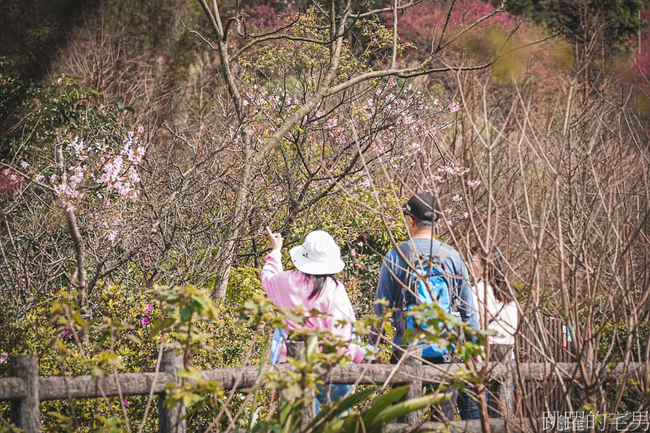 2023三芝櫻花季開跑! 櫻花市集、賞櫻健行、夜櫻同步登場，還有浴衣體驗、舞台表演活動!