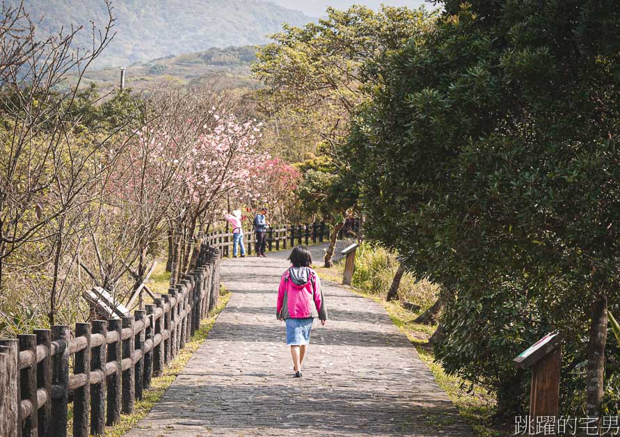 2023三芝櫻花季開跑! 櫻花市集、賞櫻健行、夜櫻同步登場，還有浴衣體驗、舞台表演活動!