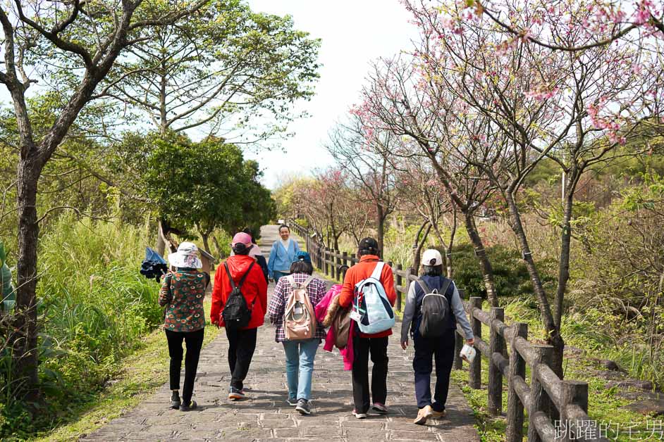 2023三芝櫻花季開跑! 櫻花市集、賞櫻健行、夜櫻同步登場，還有浴衣體驗、舞台表演活動!