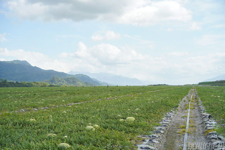 [花蓮西瓜]南花風土餐桌「花蓮玉里阿強西瓜」走進一望無際西瓜田，從產地到餐桌，導覽品嘗西瓜私廚美味