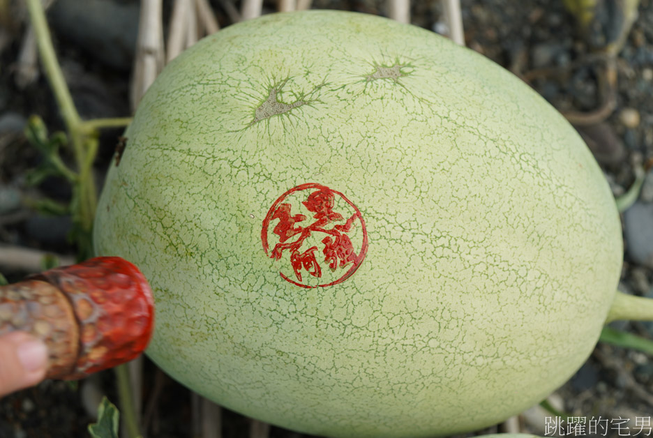 [花蓮西瓜]南花風土餐桌「花蓮玉里阿強西瓜」走進一望無際西瓜田，從產地到餐桌，導覽品嘗西瓜私廚美味