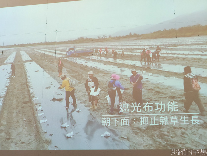 [花蓮西瓜]南花風土餐桌「花蓮玉里阿強西瓜」走進一望無際西瓜田，從產地到餐桌，導覽品嘗西瓜私廚美味