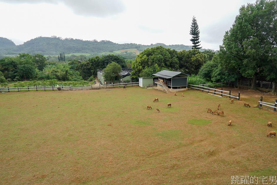 [台東親子景點]台東原生應用植物園「火鍋吃到飽」多種野菜，大推藥草戰鬥雞，還能牧場餵羊、鴕鳥，卑南景點