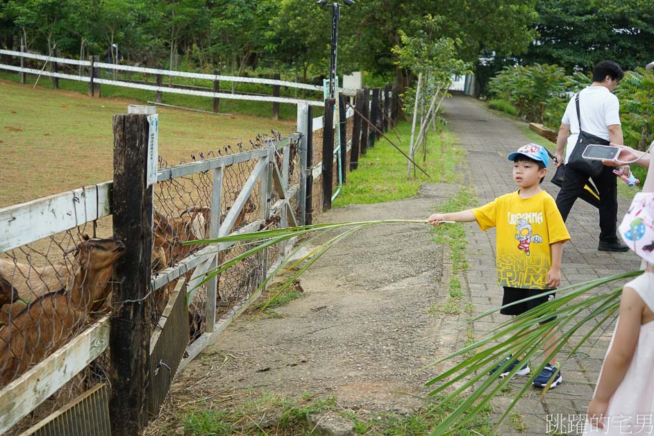 [台東親子景點]台東原生應用植物園「火鍋吃到飽」多種野菜，大推藥草戰鬥雞，還能牧場餵羊、鴕鳥，卑南景點