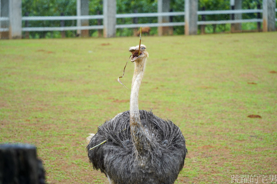 [台東親子景點]台東原生應用植物園「火鍋吃到飽」多種野菜，大推藥草戰鬥雞，還能牧場餵羊、鴕鳥，卑南景點