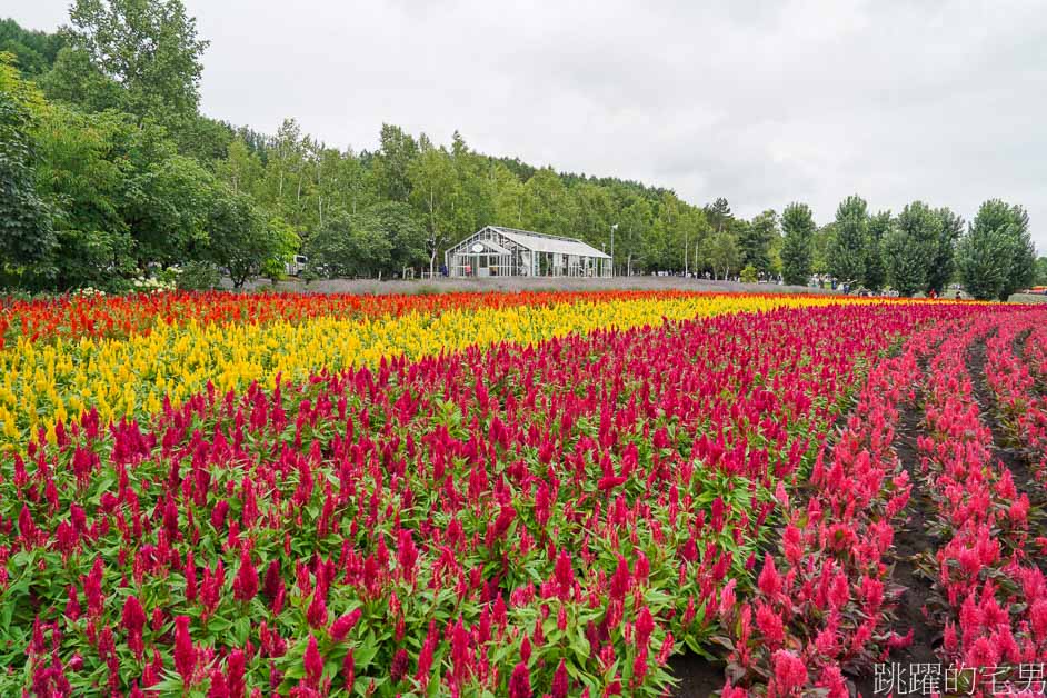 [富良野景點]北海道看花富田農場免費進場，Tomita Melon House還能吃好吃哈密瓜甜點，富田哈密瓜工房