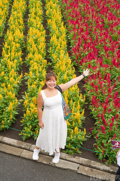 [富良野景點]北海道看花富田農場免費進場，Tomita Melon House還能吃好吃哈密瓜甜點，富田哈密瓜工房