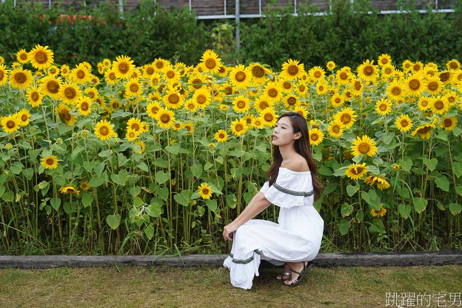 [富良野景點]北海道看花富田農場免費進場，Tomita Melon House還能吃好吃哈密瓜甜點，富田哈密瓜工房