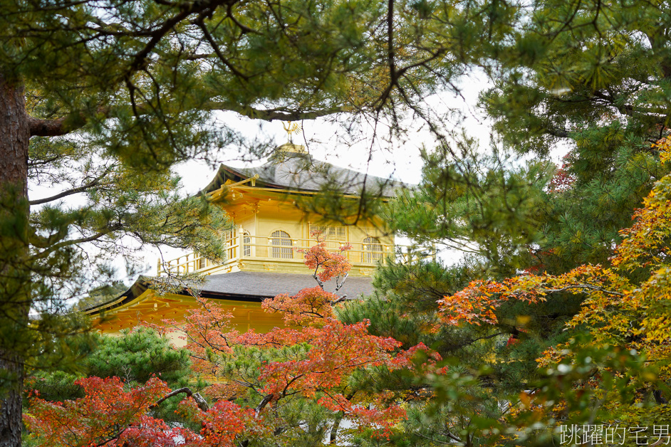 京都一日遊「金閣寺」鹿苑寺與清水寺、伏見稻荷大社，京都三大必去景點