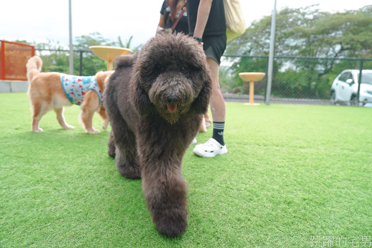花蓮寵物餐廳 「汪woof cofe」超大空間，還可以跟狗狗互動玩樂，提供義大利麵、甜點，咖啡，汪寵物餐廳還有狗狗鮮食