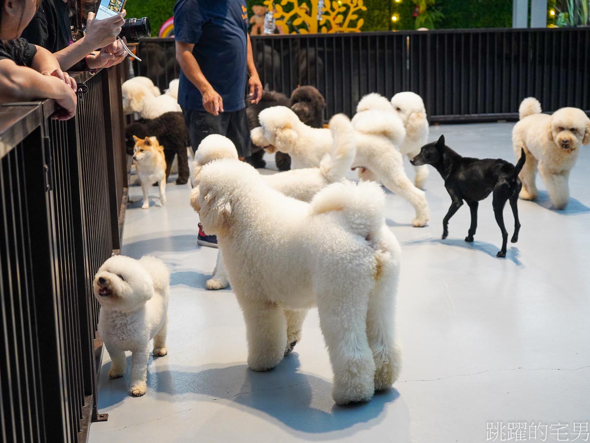 花蓮寵物餐廳 「汪woof cofe」超大空間，還可以跟狗狗互動玩樂，提供義大利麵、甜點，咖啡，汪寵物餐廳還有狗狗鮮食