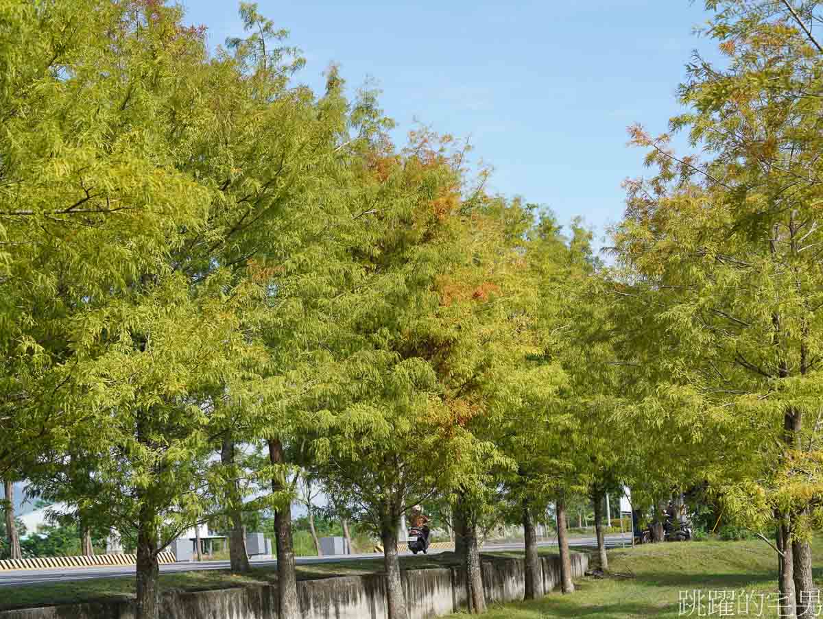 [壽豐景點]花蓮落羽松秘境「文忠生態養殖場」就在星巴克花蓮理想門市旁，水池被落羽松圍繞，根本就是全台最美釣魚池