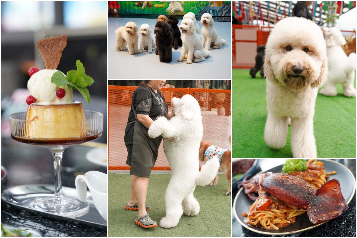 花蓮寵物餐廳 「汪woof cofe」超大空間，還可以跟狗狗互動玩樂，提供義大利麵、甜點，咖啡，汪寵物餐廳還有狗狗鮮食 @跳躍的宅男