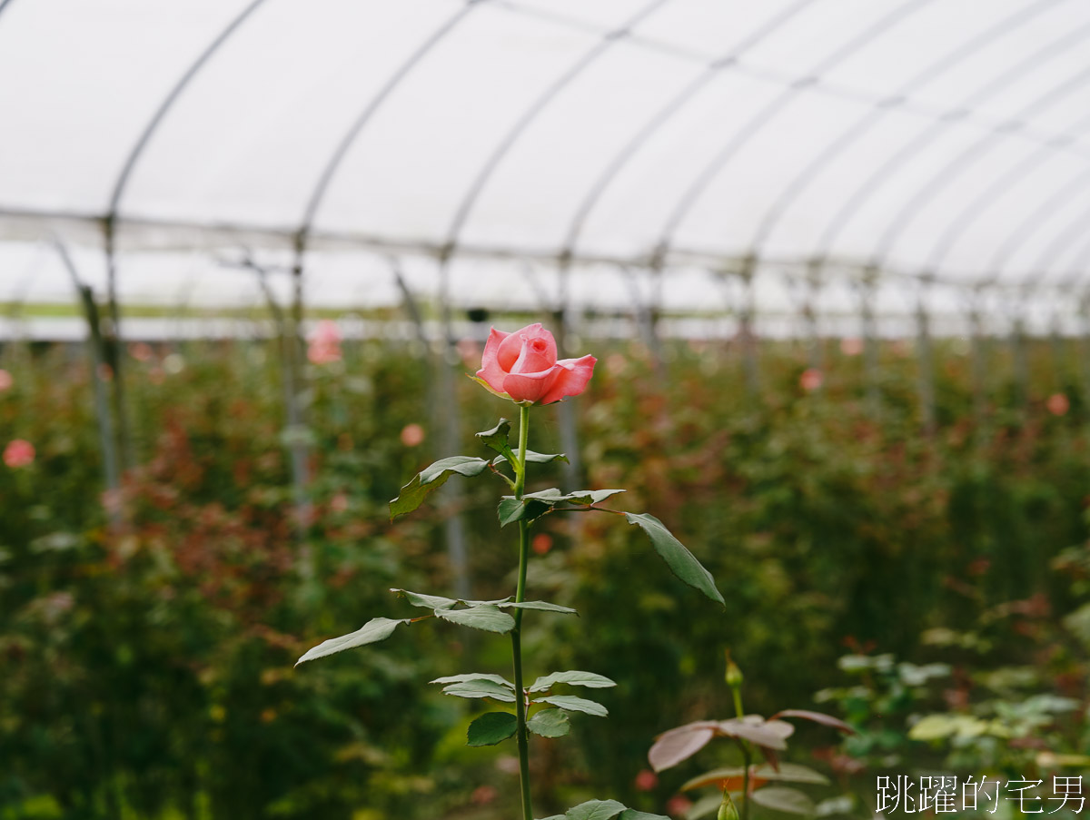 [壽豐咖啡廳]花田小路-觀光花園自採玫瑰花只要10元!  超狂水果鬆餅，滿滿水果就問鬆餅在哪裡，雲山水咖啡廳