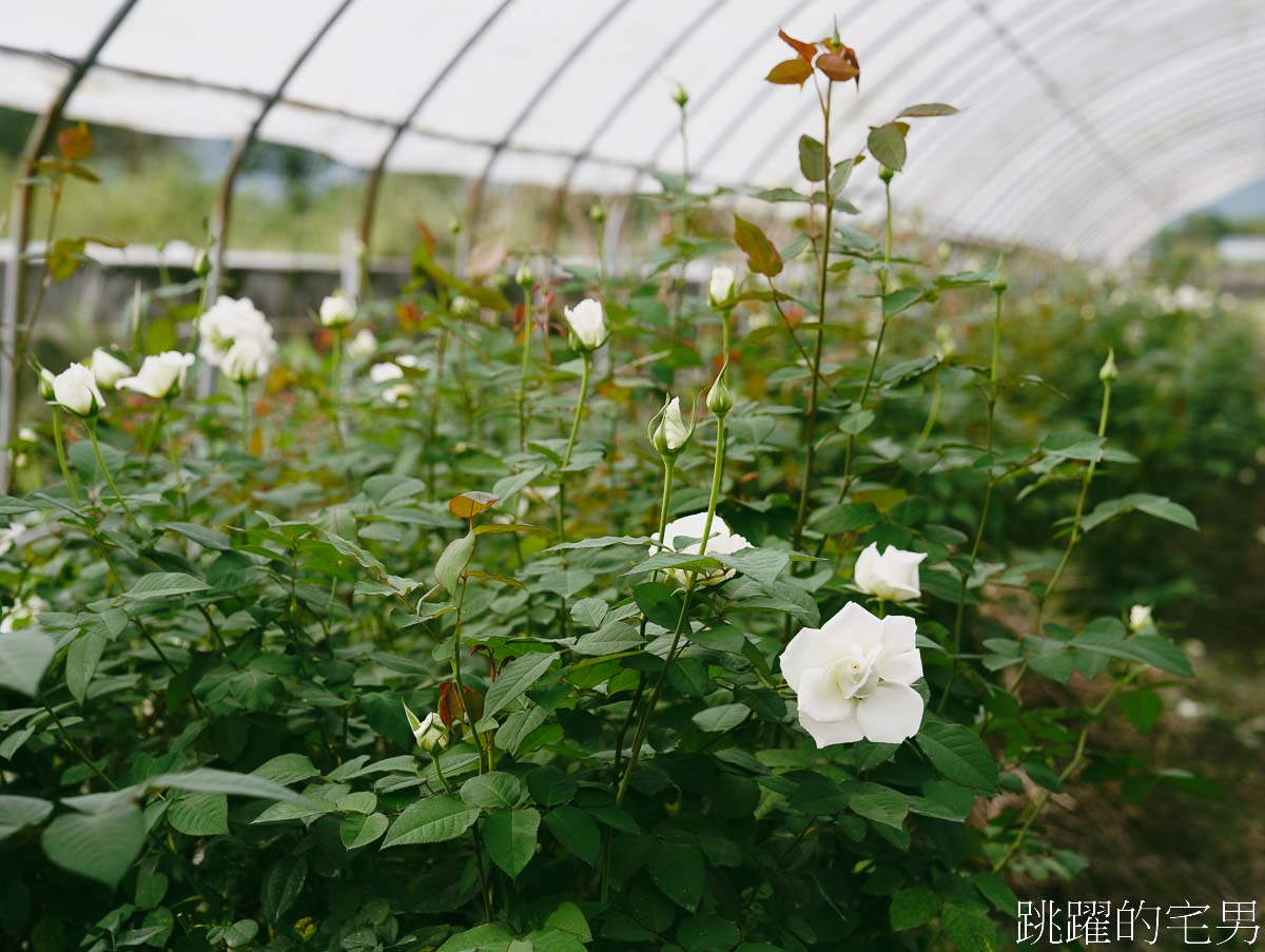 [壽豐咖啡廳]花田小路-觀光花園自採玫瑰花只要10元!  超狂水果鬆餅，滿滿水果就問鬆餅在哪裡，雲山水咖啡廳