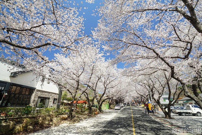 [韓國]大渚生態公園釜山30浬櫻花路，漫步看不到盡頭絕美櫻花隧道，巨大片油菜花田，釜山親子景點推薦