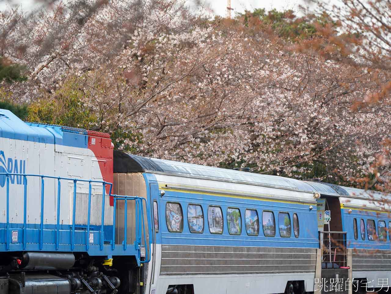 2024釜山鎮海櫻花懶人包-連韓國人都要來的櫻花景點，釜山包車一日遊、慶和火車站、余佐川櫻花道、鎮海塔