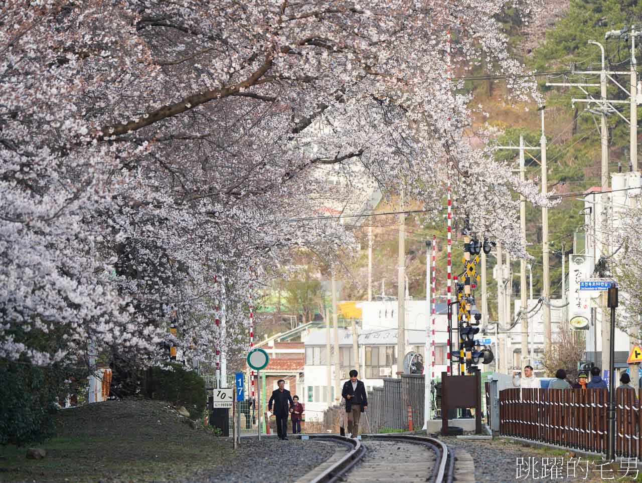 2024釜山鎮海櫻花懶人包-連韓國人都要來的櫻花景點，釜山包車一日遊、慶和火車站、余佐川櫻花道、鎮海塔