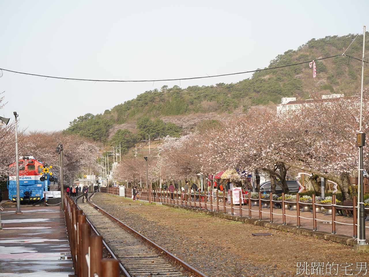 2024釜山鎮海櫻花懶人包-連韓國人都要來的櫻花景點，釜山包車一日遊、慶和火車站、余佐川櫻花道、鎮海塔