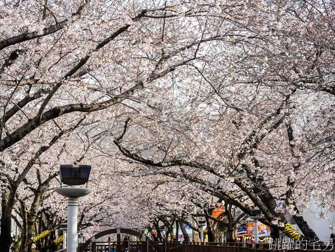 2024釜山鎮海櫻花懶人包-連韓國人都要來的櫻花景點，釜山包車一日遊、慶和火車站、余佐川櫻花道、鎮海塔