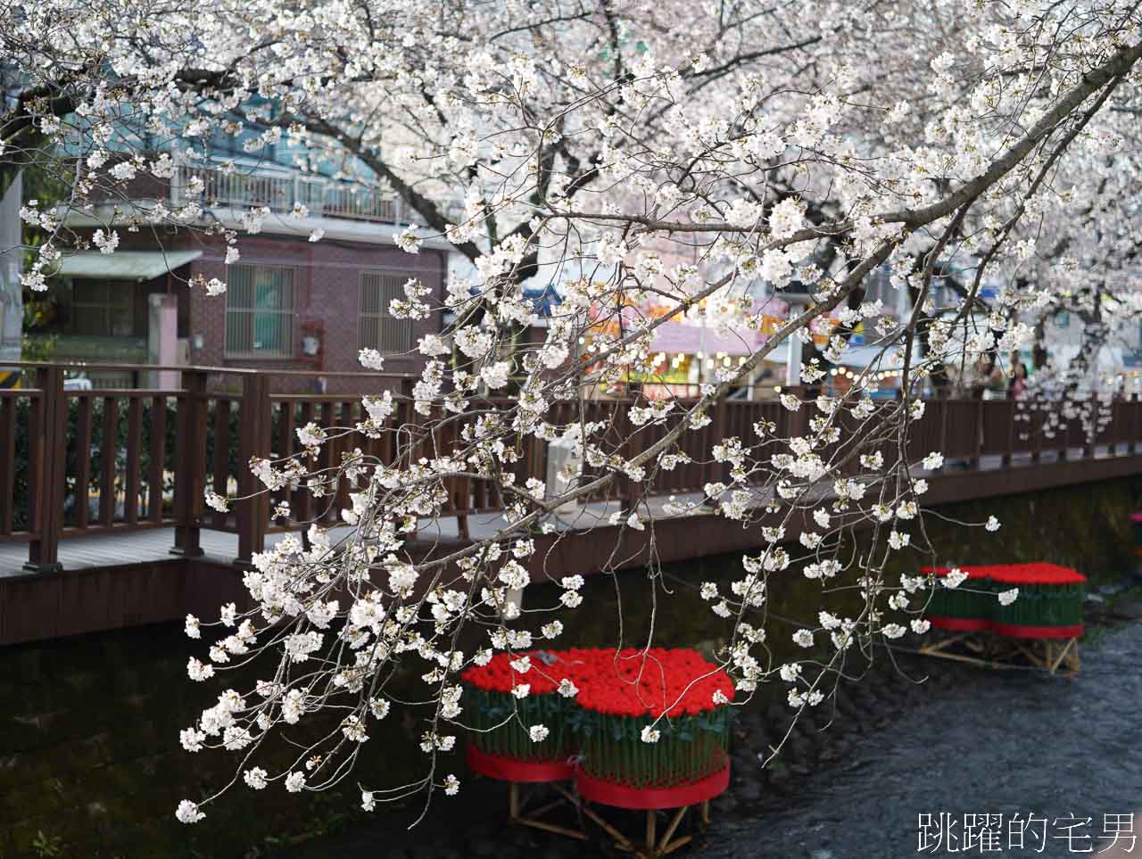 2024釜山鎮海櫻花懶人包-連韓國人都要來的櫻花景點，釜山包車一日遊、慶和火車站、余佐川櫻花道、鎮海塔