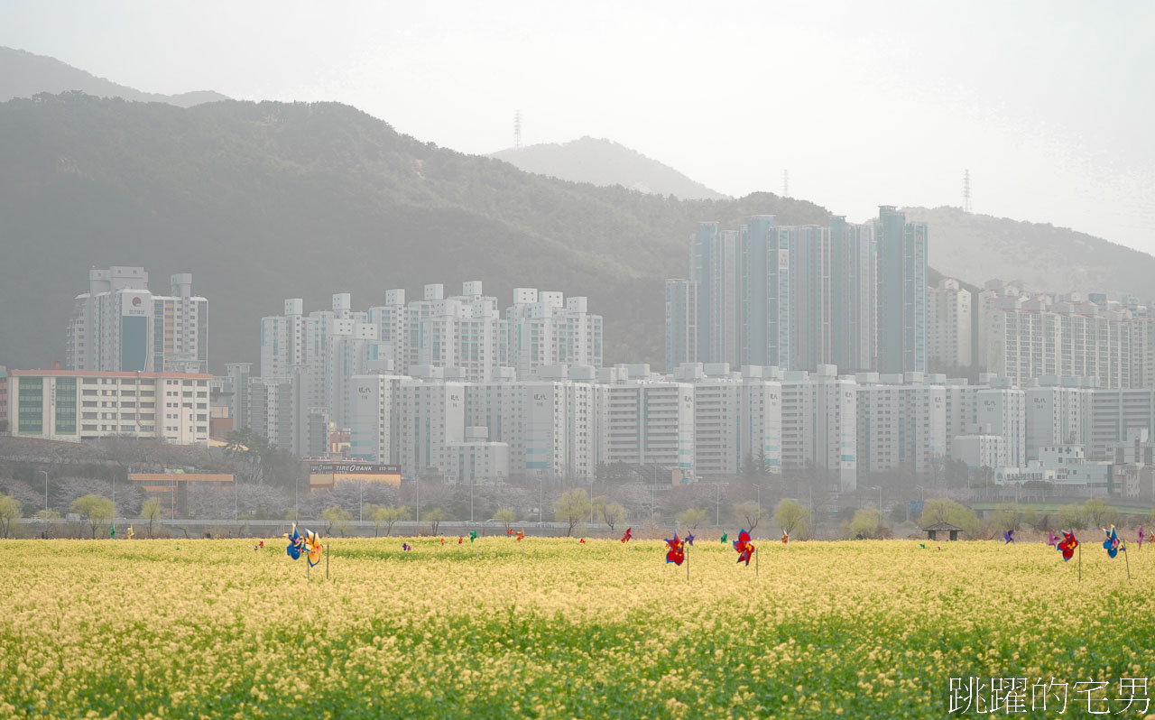 [韓國]大渚生態公園釜山30浬櫻花路，漫步看不到盡頭絕美櫻花隧道，巨大片油菜花田，釜山親子景點推薦