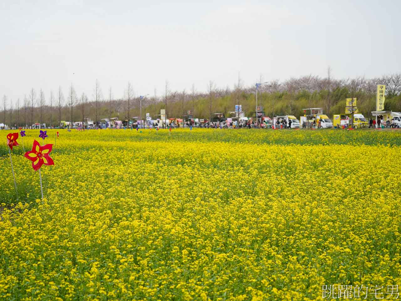 [韓國]大渚生態公園釜山30浬櫻花路，漫步看不到盡頭絕美櫻花隧道，巨大片油菜花田，釜山親子景點推薦