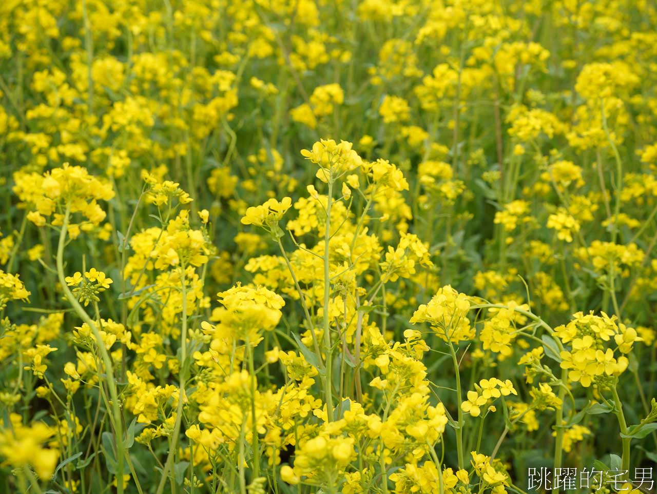 [韓國]大渚生態公園釜山30浬櫻花路，漫步看不到盡頭絕美櫻花隧道，巨大片油菜花田，釜山親子景點推薦