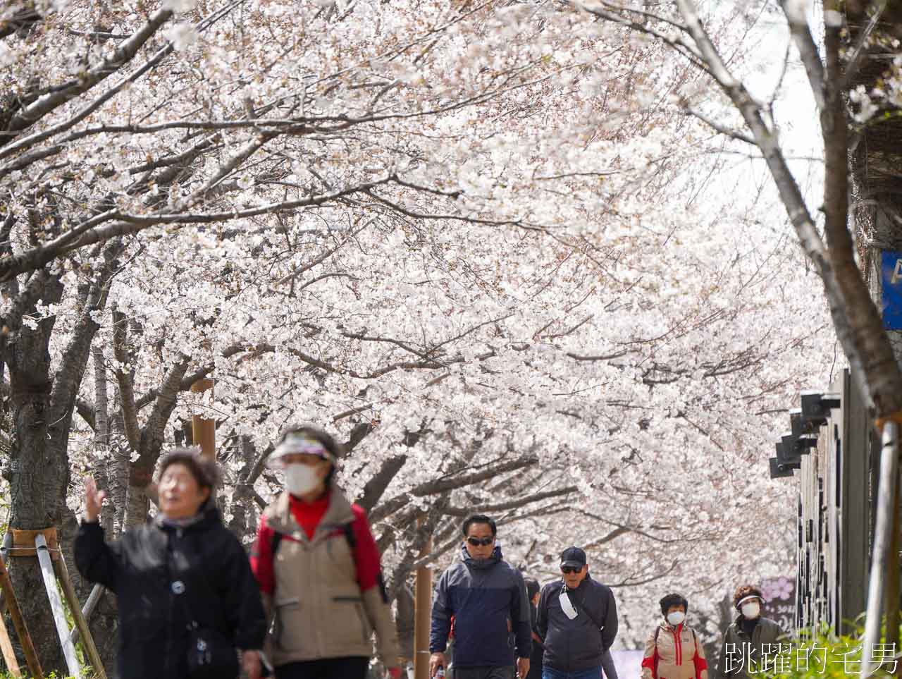 [韓國]大渚生態公園釜山30浬櫻花路，漫步看不到盡頭絕美櫻花隧道，巨大片油菜花田，釜山親子景點推薦