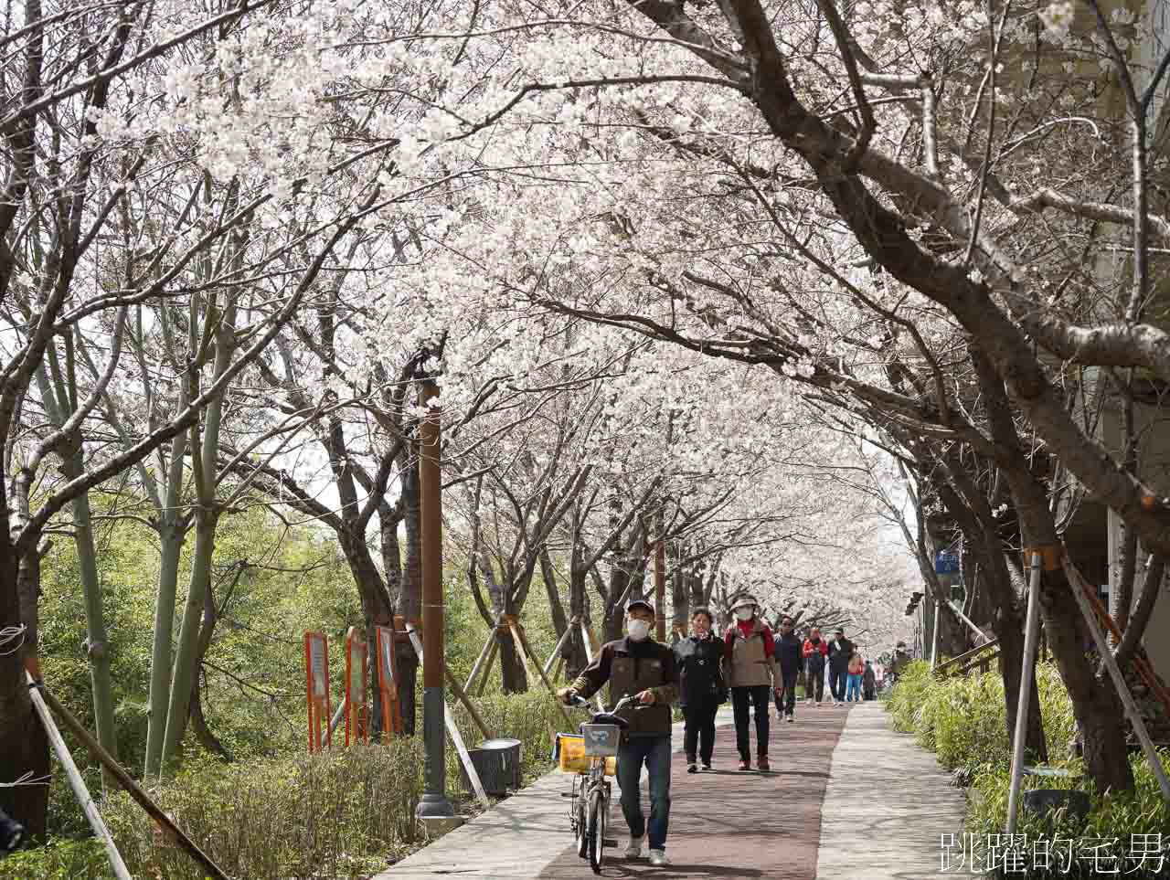 [韓國]大渚生態公園釜山30浬櫻花路，漫步看不到盡頭絕美櫻花隧道，巨大片油菜花田，釜山親子景點推薦