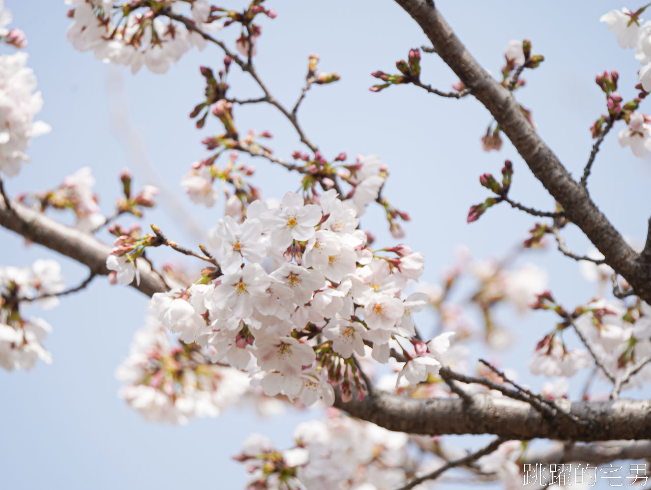 [韓國]大渚生態公園釜山30浬櫻花路，漫步看不到盡頭絕美櫻花隧道，巨大片油菜花田，釜山親子景點推薦