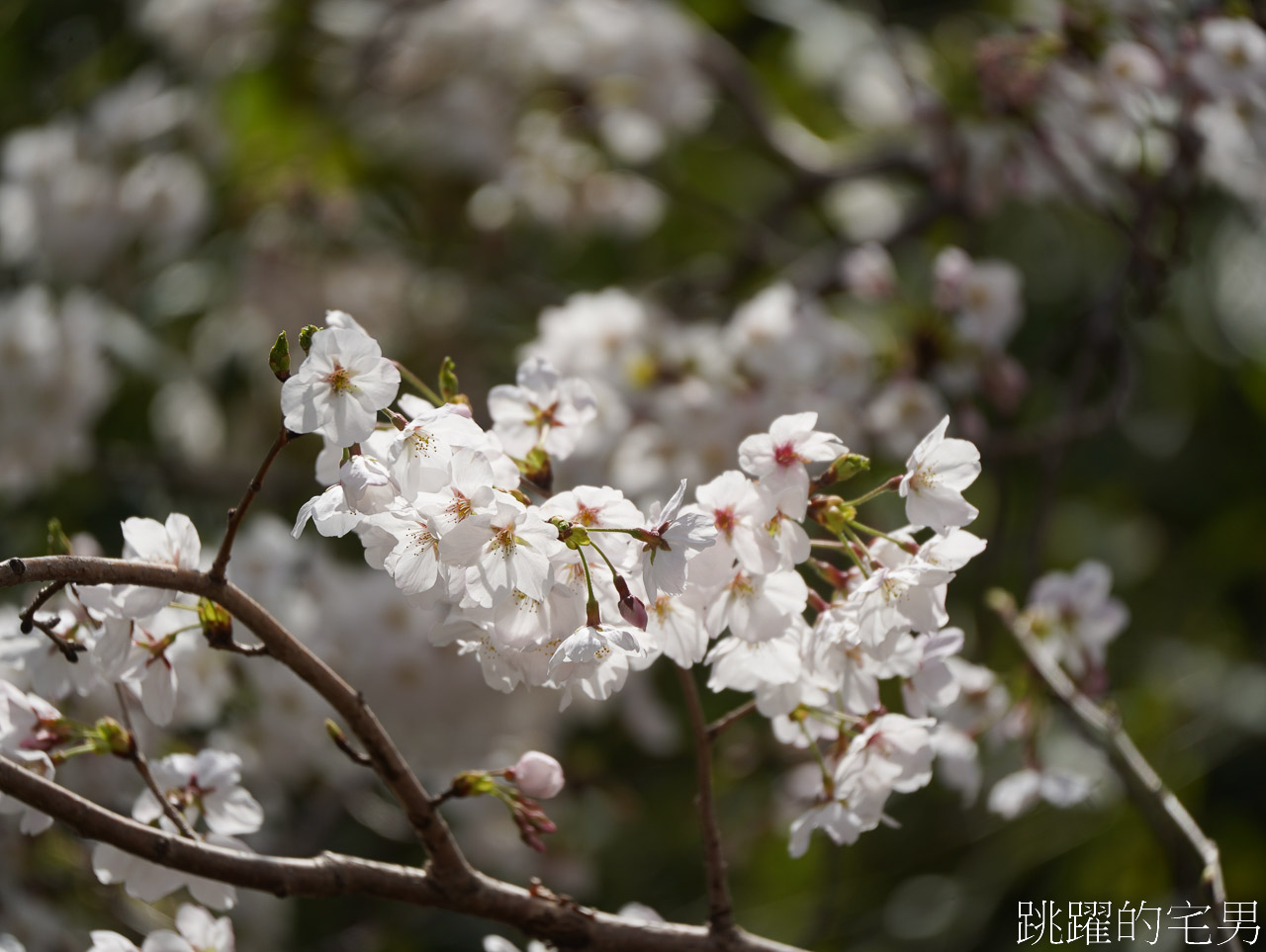 [韓國]大渚生態公園釜山30浬櫻花路，漫步看不到盡頭絕美櫻花隧道，巨大片油菜花田，釜山親子景點推薦