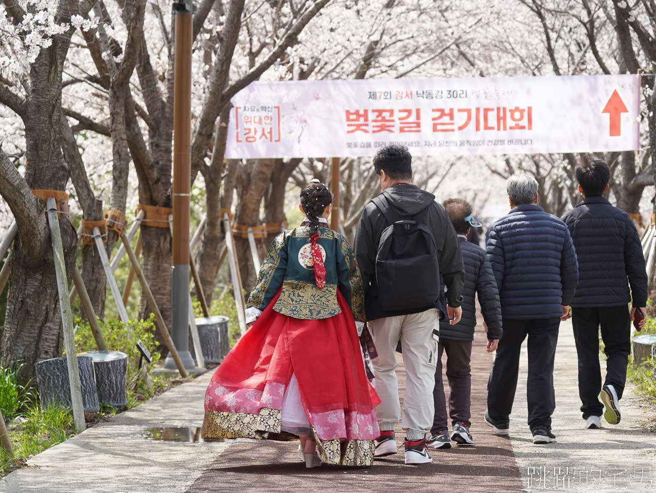 [韓國]大渚生態公園釜山30浬櫻花路，漫步看不到盡頭絕美櫻花隧道，巨大片油菜花田，釜山親子景點推薦