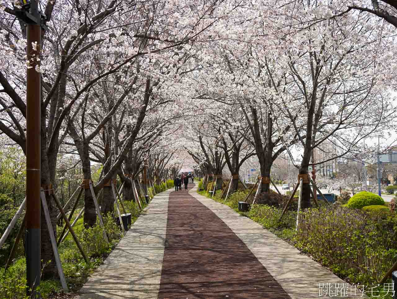 [韓國]大渚生態公園釜山30浬櫻花路，漫步看不到盡頭絕美櫻花隧道，巨大片油菜花田，釜山親子景點推薦