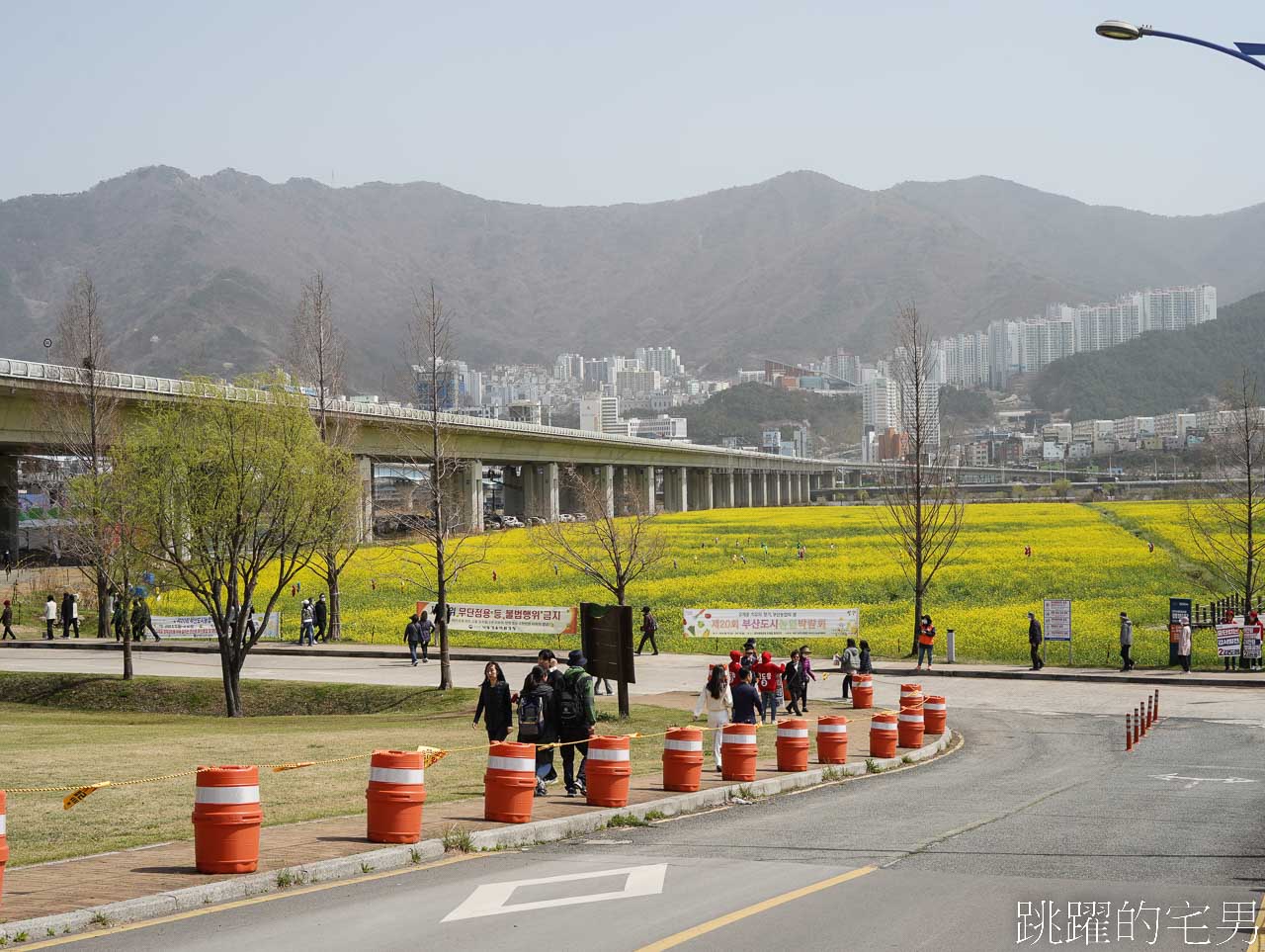 [韓國]大渚生態公園釜山30浬櫻花路，漫步看不到盡頭絕美櫻花隧道，巨大片油菜花田，釜山親子景點推薦