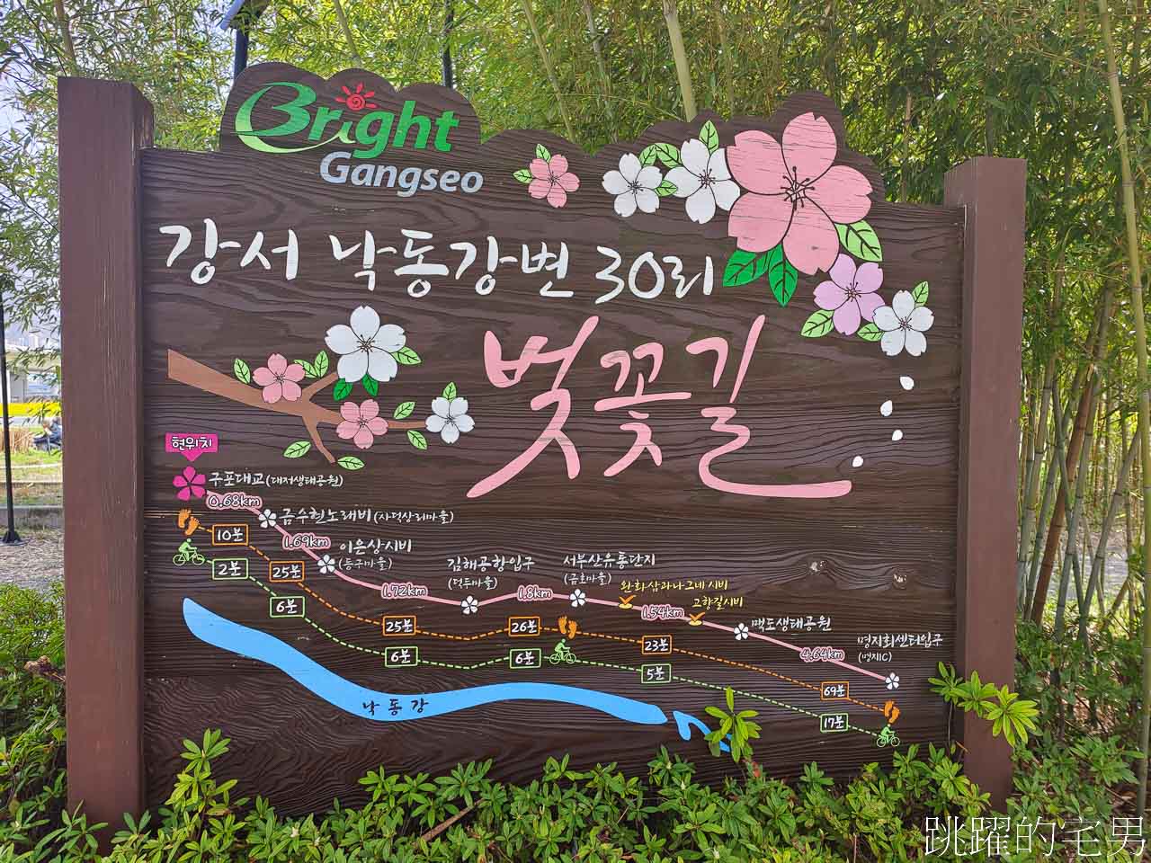 [韓國]大渚生態公園釜山30浬櫻花路，漫步看不到盡頭絕美櫻花隧道，巨大片油菜花田，釜山親子景點推薦