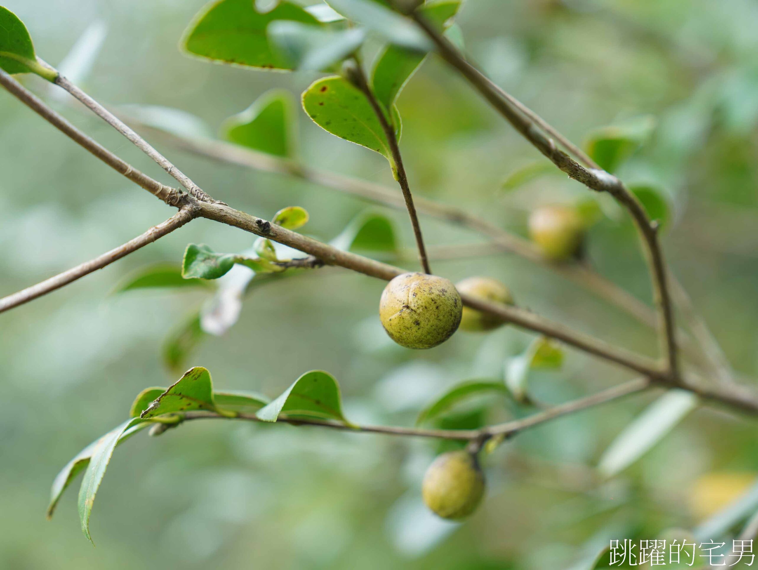 [台灣苦茶油推薦]天水生態農場-35位小農自然友善種植台灣原生種苦茶樹，2024金評獎茶油組優選，ITI國際風味評鑑3星，有機苦茶油、產履小果苦茶油